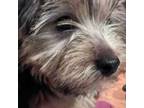 Silky Terrier Puppy for sale in Glade Hill, VA, USA