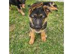 German Shepherd Dog Puppy for sale in Lufkin, TX, USA