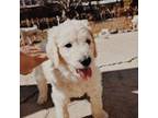 Goldendoodle Puppy for sale in Northglenn, CO, USA