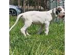 Great Dane Puppy for sale in New London, NC, USA