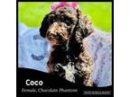 Coco Chanel *Price Reduced*