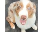 Australian Shepherd Puppy for sale in Riverview, FL, USA