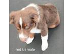 Australian Shepherd Puppy for sale in Riverview, FL, USA