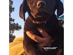 Labrador Retriever Puppy for sale in Bend, OR, USA