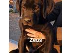 Zeus