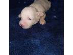 Maltipoo Puppy for sale in Magee, MS, USA