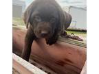 Labrador Retriever Puppy for sale in Portland, IN, USA