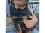 Rottweiler Puppy for sale in Kearney, NE, USA