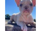 French Bulldog Puppy for sale in Metairie, LA, USA