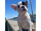 French Bulldog Puppy for sale in Covington, LA, USA