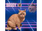 Brody Domestic Shorthair Adult Male