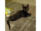 Pugsly Domestic Shorthair Kitten Male