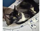 Allie Domestic Shorthair Adult Female