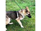 Bear German Shepherd Dog Puppy Male