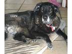 LUCY Labrador Retriever Senior Female