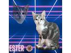 Ester Domestic Shorthair Young Female