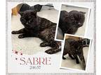 Sabre - $55 Adoption Fee Special Domestic Mediumhair Senior Male