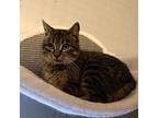 Tillie Domestic Shorthair Young Female