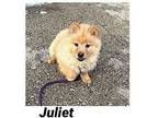 Juliet $500 (APPLICATION PENDING) Chow Chow Puppy Female