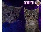 Screech Domestic Shorthair Kitten Male