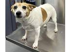 Radar ~ Jack Russell Terrier Adult Male