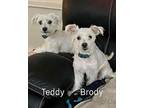 Teddy Mixed Breed (Small) Adult Male