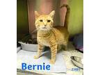 Bernie - $55 Adoption Fee Special Domestic Shorthair Adult Male