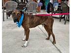 Shiner Catahoula Leopard Dog Young Male