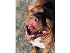 Wilson American Pit Bull Terrier Adult Male