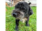 Steve Lhasa Apso Adult Male