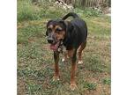 Jub Jub Black and Tan Coonhound Adult Male