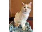 Fairbanks Domestic Shorthair Adult Male