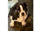 ELEANOR Boston Terrier Puppy Female