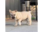Daisy American Pit Bull Terrier Puppy Female