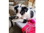 Mystic Border Collie Puppy Female