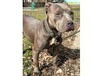 Bella American Pit Bull Terrier Adult Female