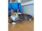 Maggie Domestic Shorthair Young Female