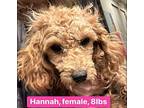 Hannah Poodle (Standard) Puppy Female