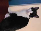 Badger Domestic Shorthair Adult Male