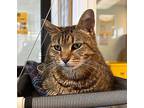 Juliet Domestic Shorthair Adult Female