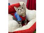 Benny Domestic Shorthair Young Male