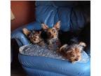 Bibi Yorkie, Yorkshire Terrier Young Female