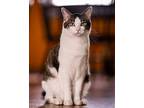 Fish Domestic Shorthair Adult Male