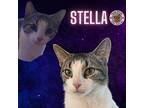 Stella Domestic Shorthair Adult Female
