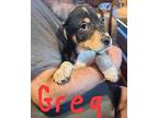 Greg Husky Puppy Male