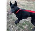 Raven German Shepherd Dog Young Female