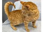 Heather Domestic Shorthair Young Female