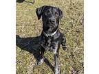 Willie German Shorthaired Pointer Young Male
