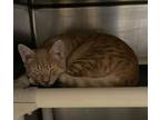 Thaddus(Bonded w/Maximus) Domestic Shorthair Young Male