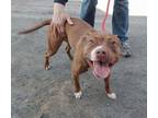 Miss Molly American Pit Bull Terrier Young Female